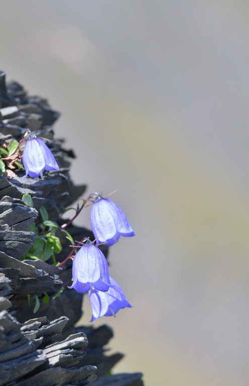 2019-08 Savoie/Aiguilles d'Arves/DSC_1450_cropped.JPG